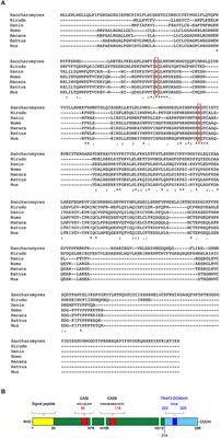 Innate Immune Response Regulation by the Human RNASET2 Tumor Suppressor Gene